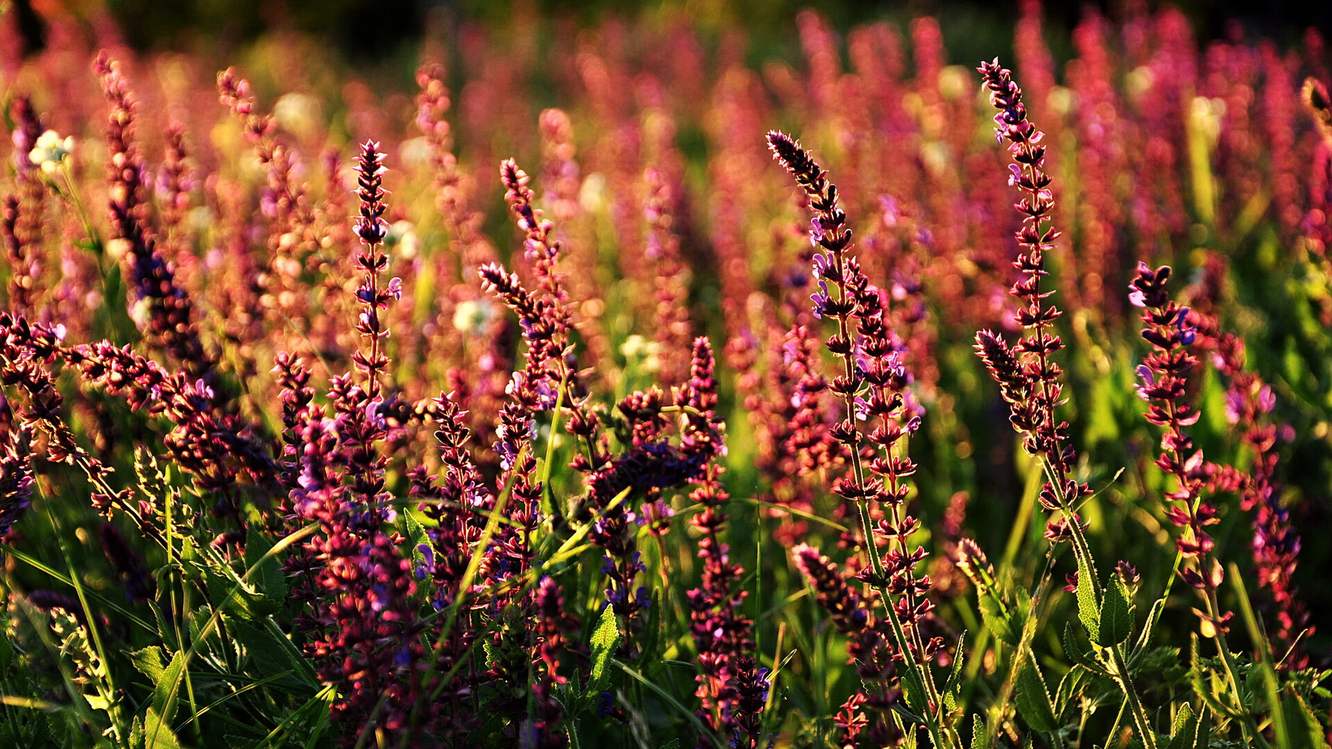 破晓双城记,当爱尔兰晋级世界杯的欢呼,与卢卡库接管奥运关键战的怒吼同时响起