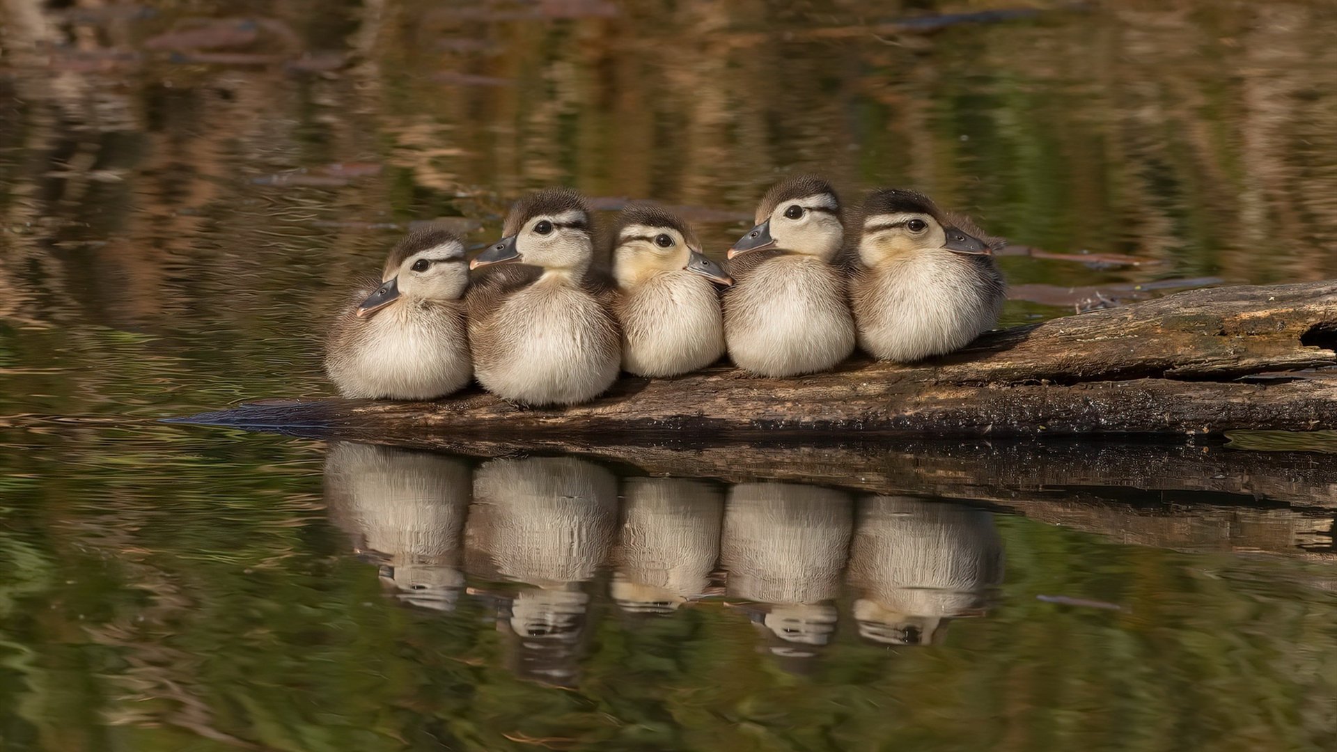 爆冷！模拟赛决胜局新疆队绝境逆转湖人，爱德华兹横空出世连砍11分定乾坤