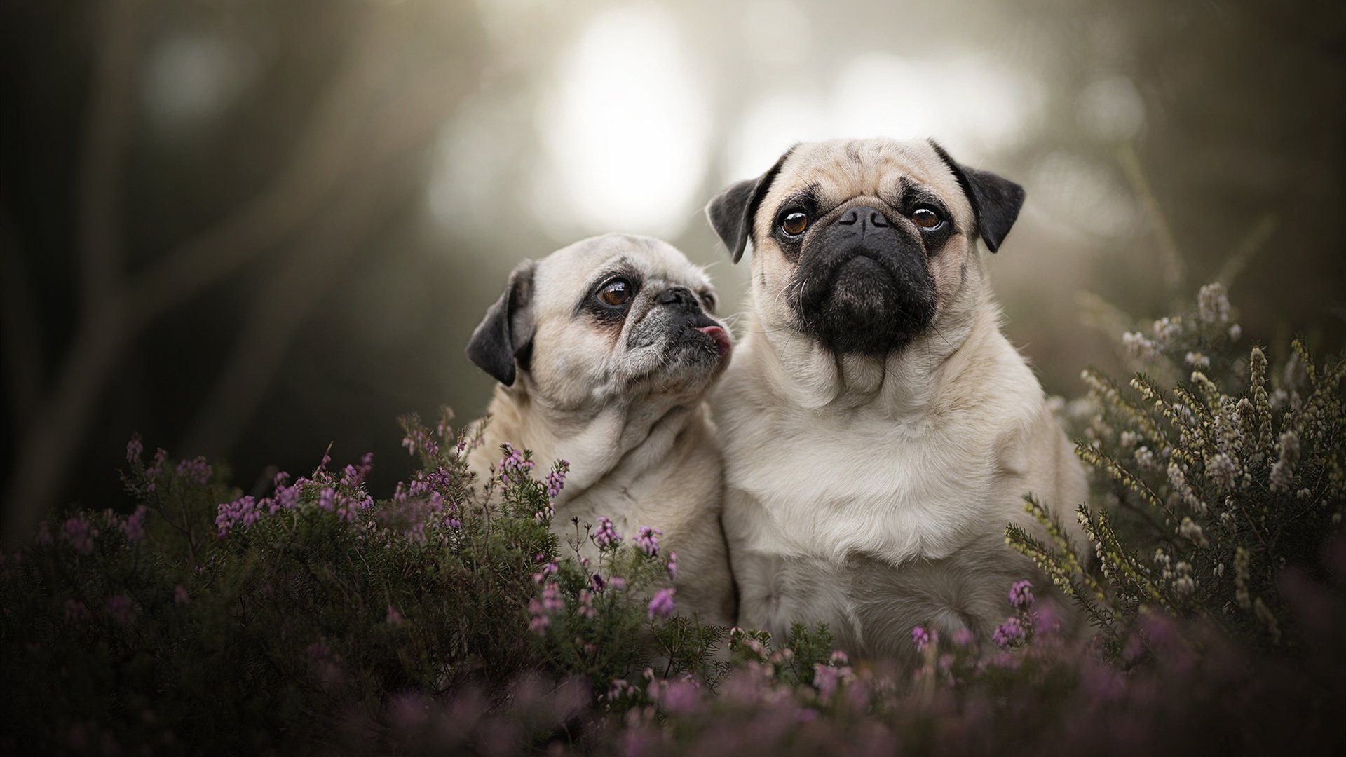 跨界对飙，当NBA季后赛之夜遇见福登的压制级表演