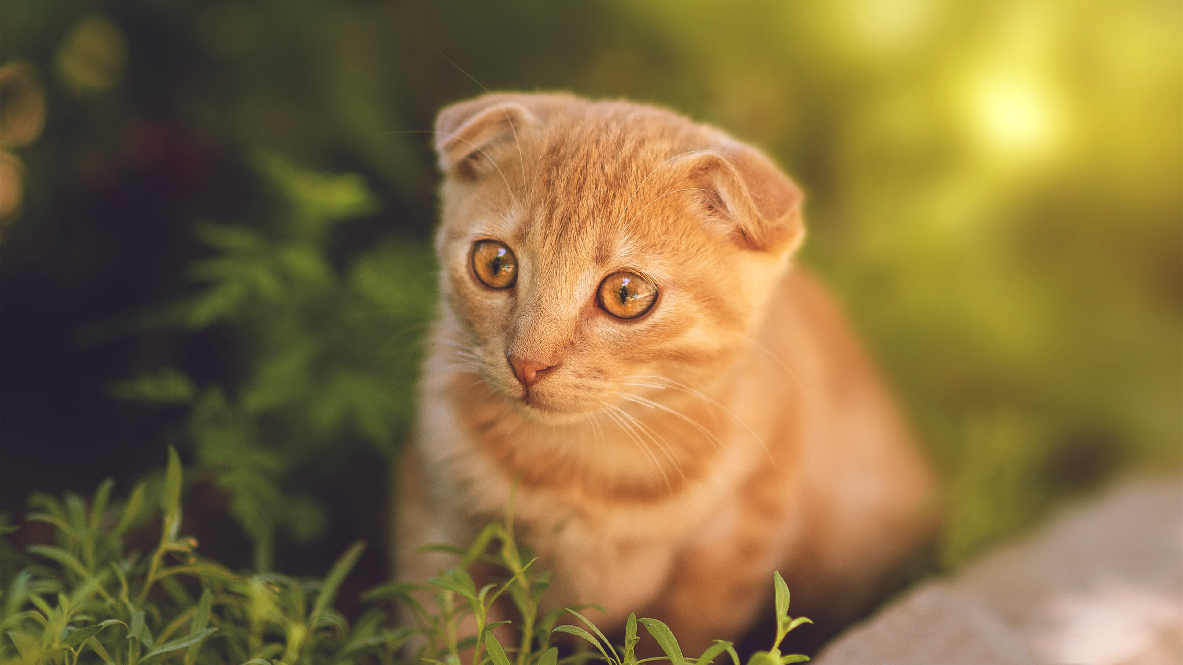 安第斯山鹰决战阿尔卑斯山巅，欧冠决赛上演玻利维亚翻盘瑞士神迹