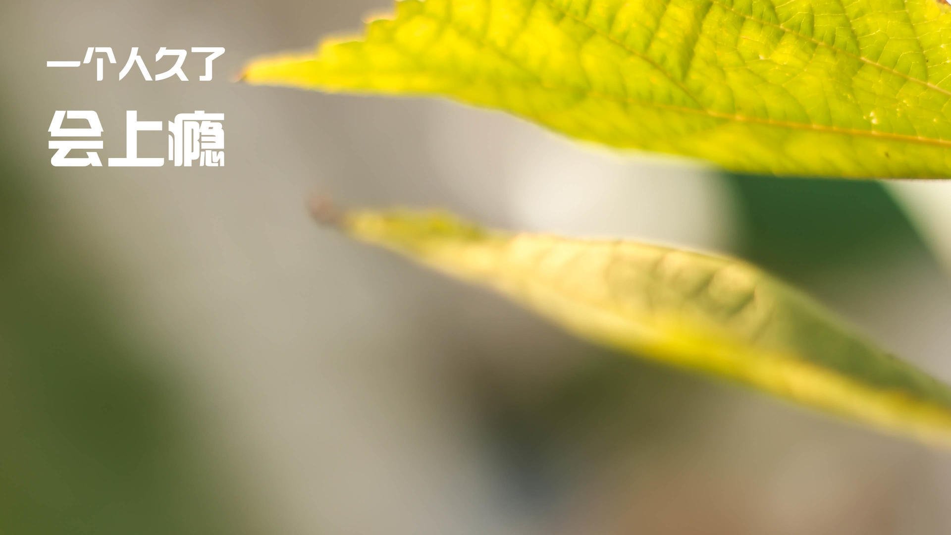 史诗级碾压!广厦主场狂胜奇才41分,福克斯末节封神导演屠杀