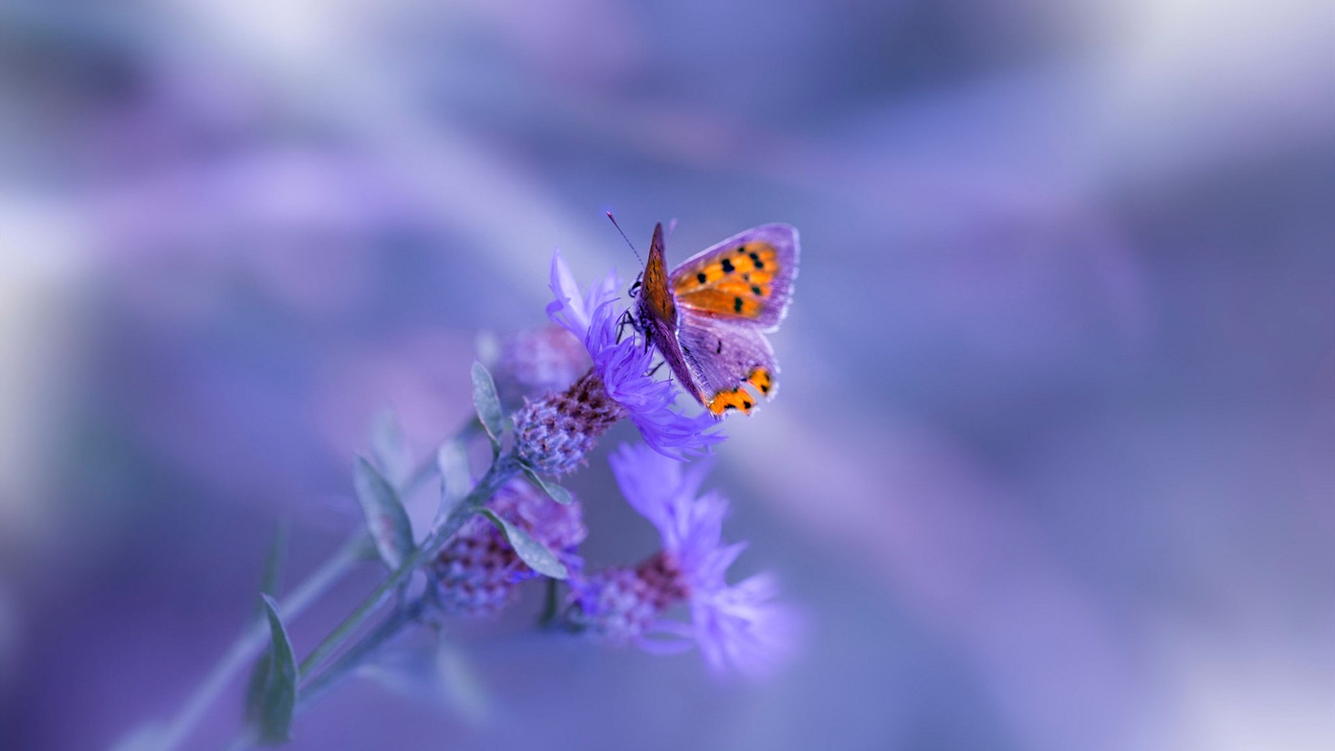 南半球的节拍器,新西兰战术家如何用伊萨克的爆发重塑莱比锡