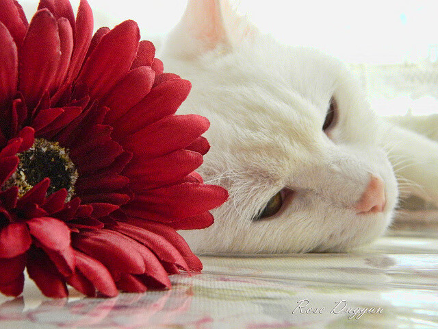 今夜唯一的主角是节奏，从巴林赛道轰鸣到波特兰球场的绝对掌控
