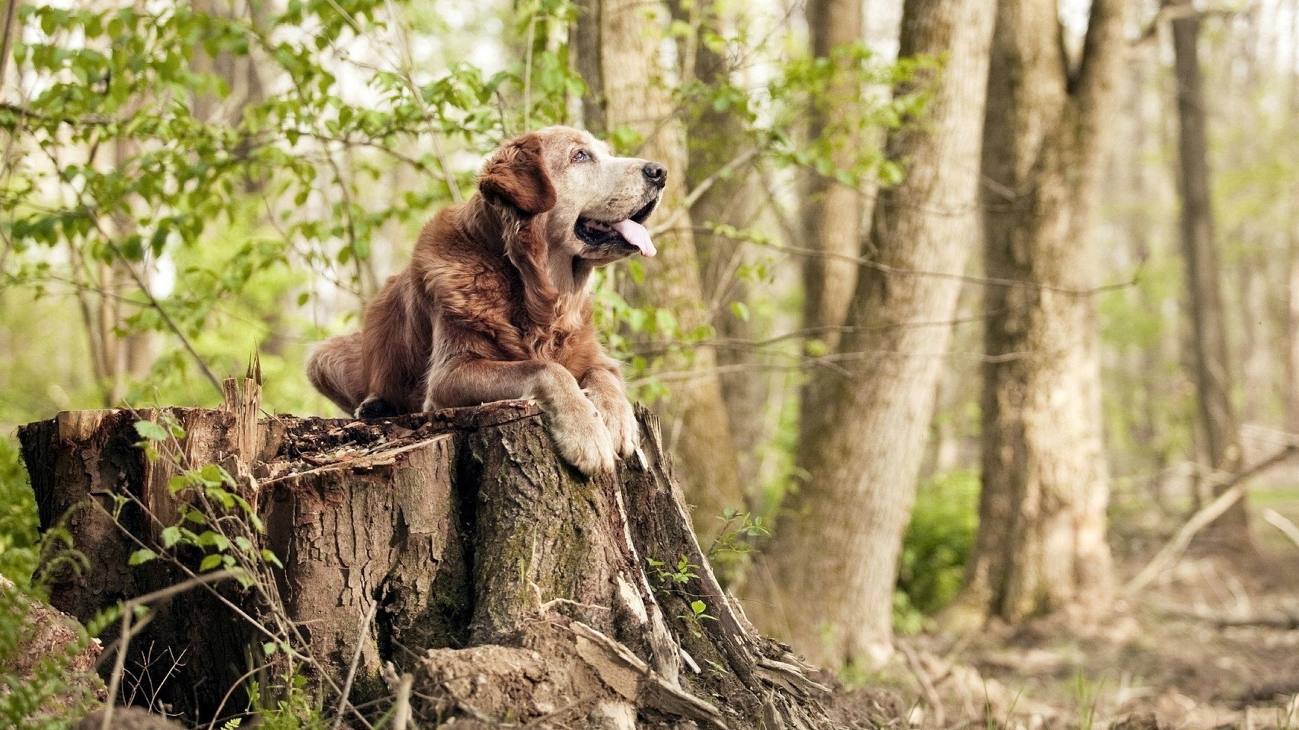 掌控节奏的艺术，从CBA到世界杯的篮球智慧