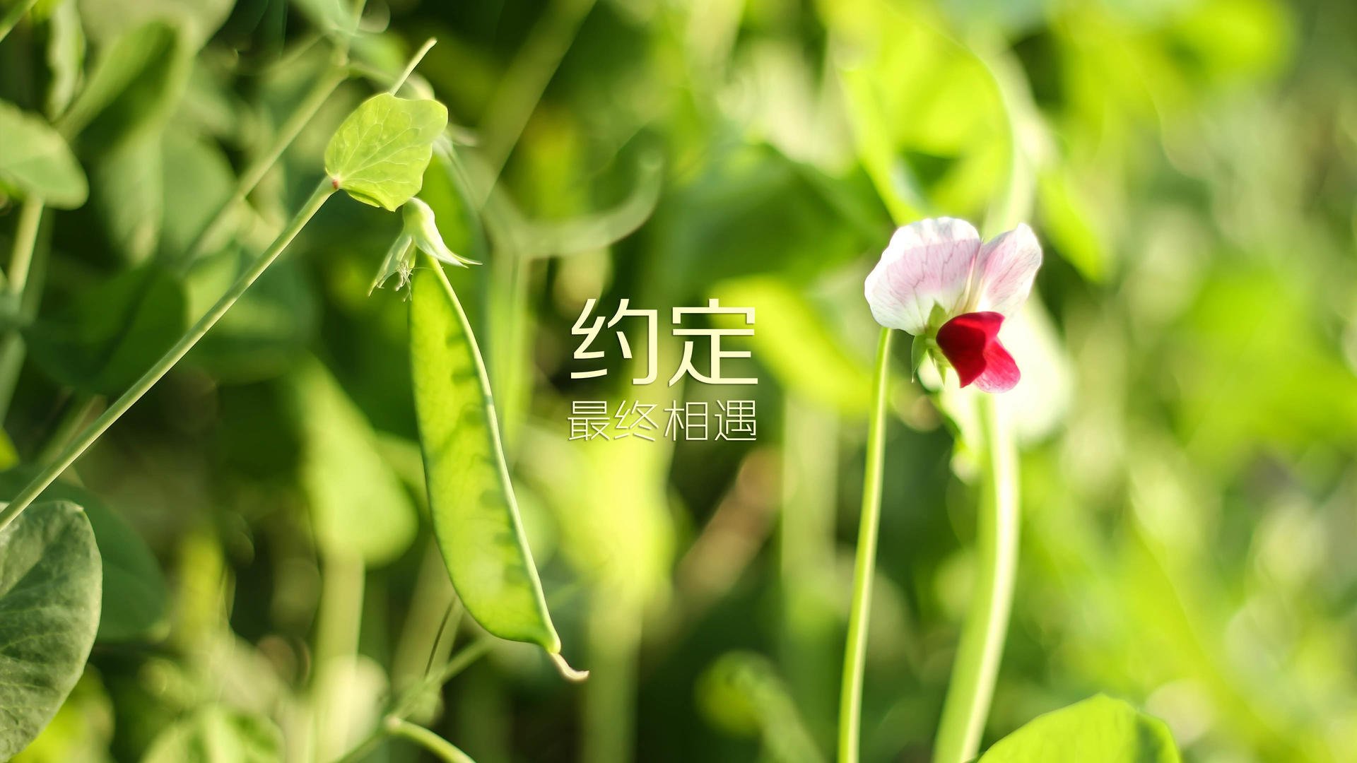 双线狂飙，F1揭幕战引爆速度对决，步行者客场横扫上海队展篮球霸权