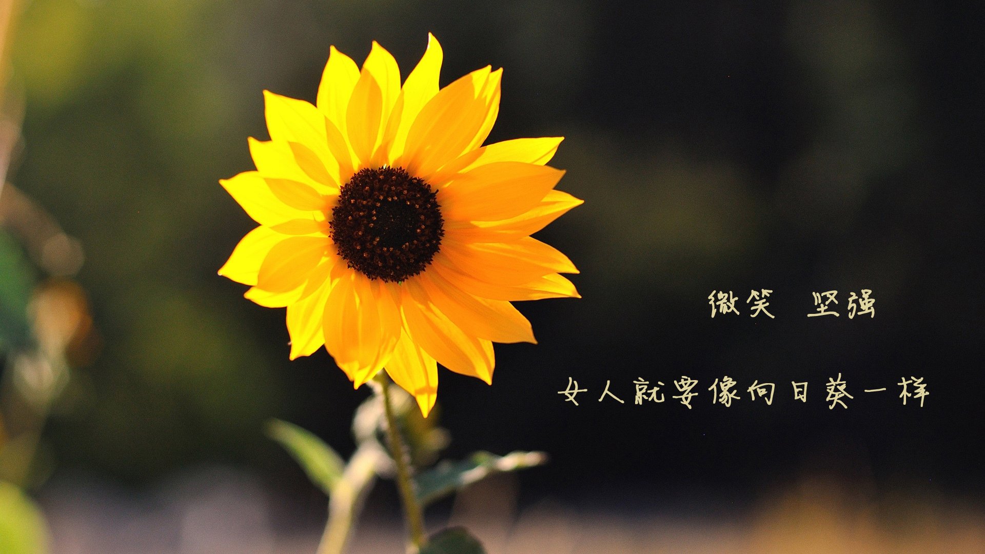 冰与火的战术诗篇,2026世界杯B组,瑞典以节奏为刃,登贝莱致命一击完胜泰国